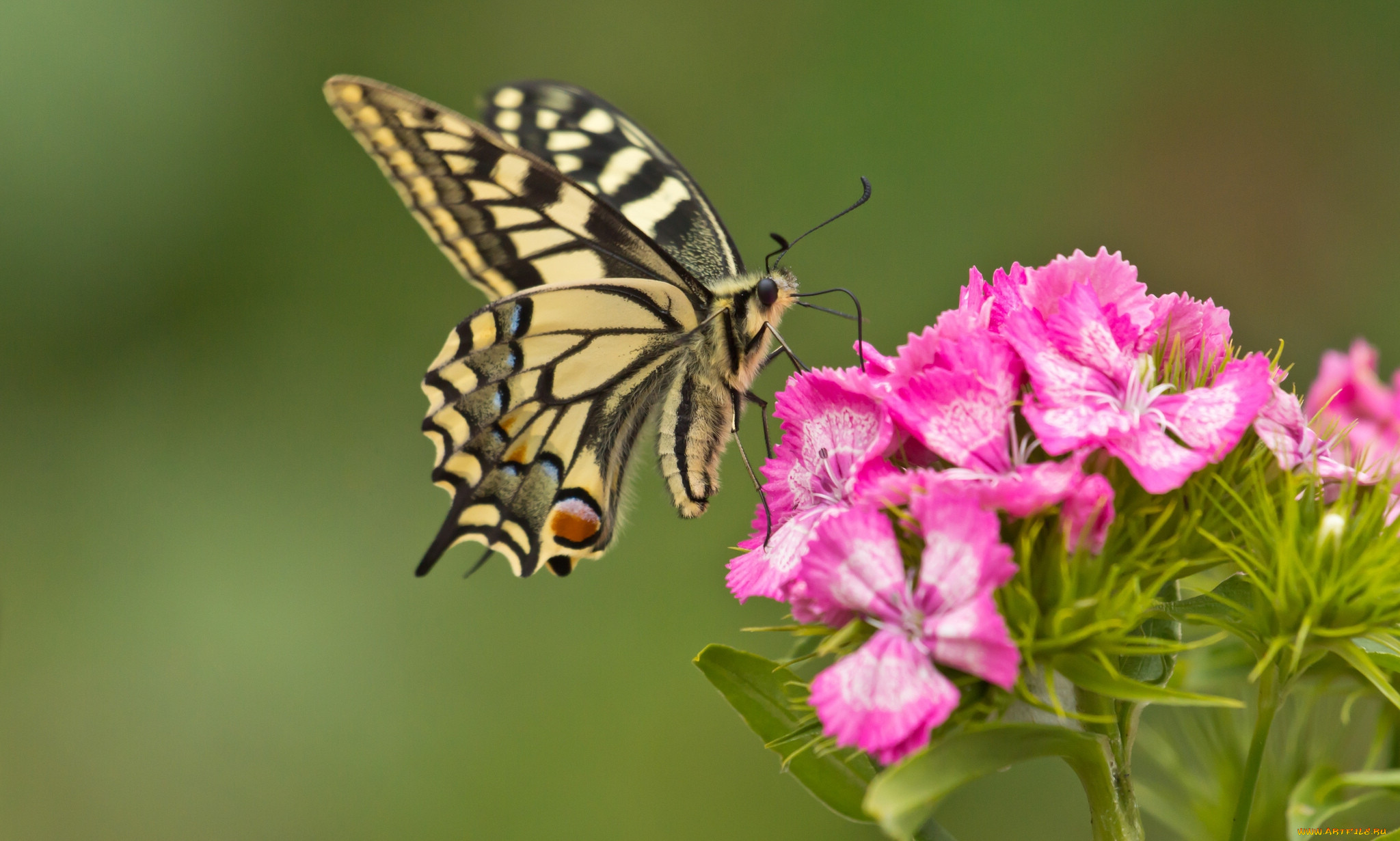 Обои на стол бабочки. Розовая бабочка Махаон. Бабочка на цветке. Бабочки в цветах. Обои на рабочий стол бабочки.
